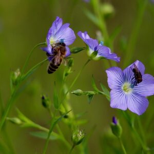 lin et abeille l araignee de l atelier lin et abeille l araignee de l atelier