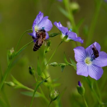 lin et abeille l araignee de l atelier