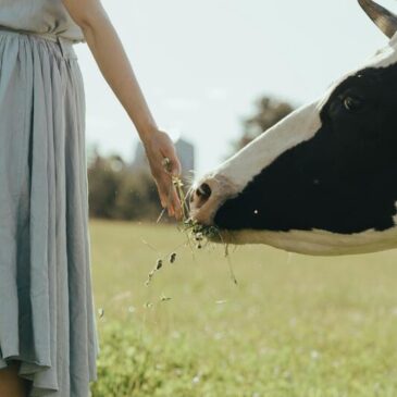 vache et femme l araignee de l atelier